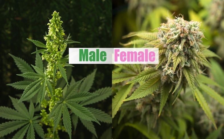 Male Cannabis Plants What To Do With Them Nuka Seeds Bank