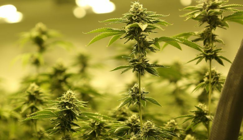 Unripen cannabis autoflower plants.