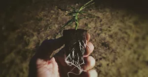 Autoflowering Cannabis Sorte