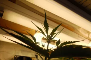 Autoflowering Cannabis Sorte