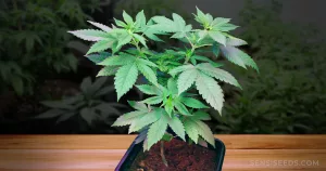 cannabis mother plant