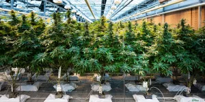 Do you want to have your own mother plant?