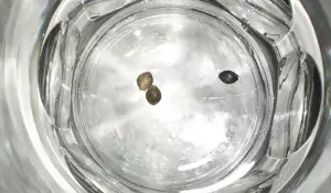 how to germinate cannabis seeds?