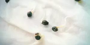 how to germinate cannabis seeds?