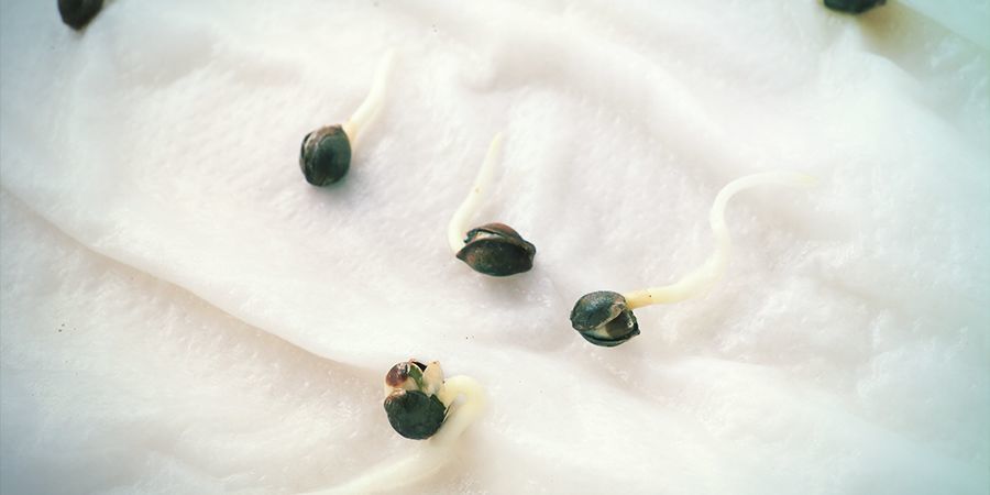 Jak naklíčit semena konopí? - Growshop Nuka Seeds - Semínka konopí