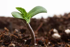 how to germinate cannabis seeds?