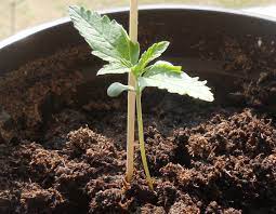 how to germinate cannabis seeds?