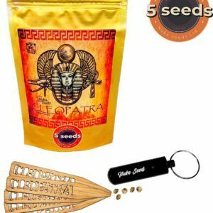 Cleopatra cannabis seeds Nuka seeds