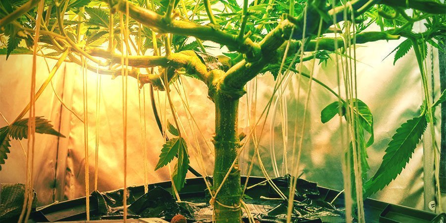 Leichte Stresstrainingstechnik