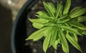 Vegetativní fáze rostliny konopi