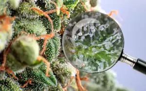 Cannabisknospe und Lupe