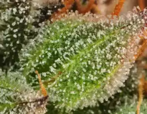 Cannabisknospen Trichome