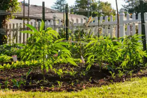 cannabis growing place outdoor