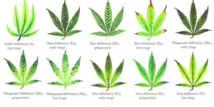 konopné listy a problémy s výživou