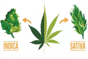 seedssativa vs indica cannabis plant