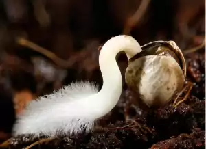 cannabis seed primari roots