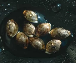 germinating cannabis seeds in water
