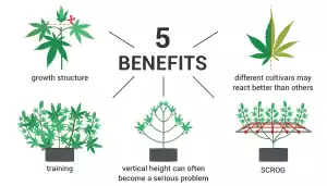 cannabis training methods