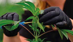 marijuana cuttig leaf nuka seeds