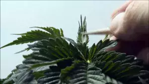 ganja cuttig nuka seeds