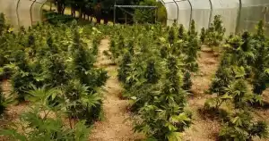 discrete cannabis autoflower plants