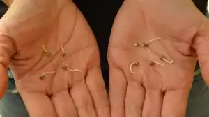 Klíčení samonakvétacích semen ganja