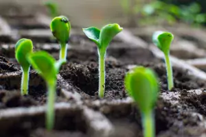 Little cannabis plants