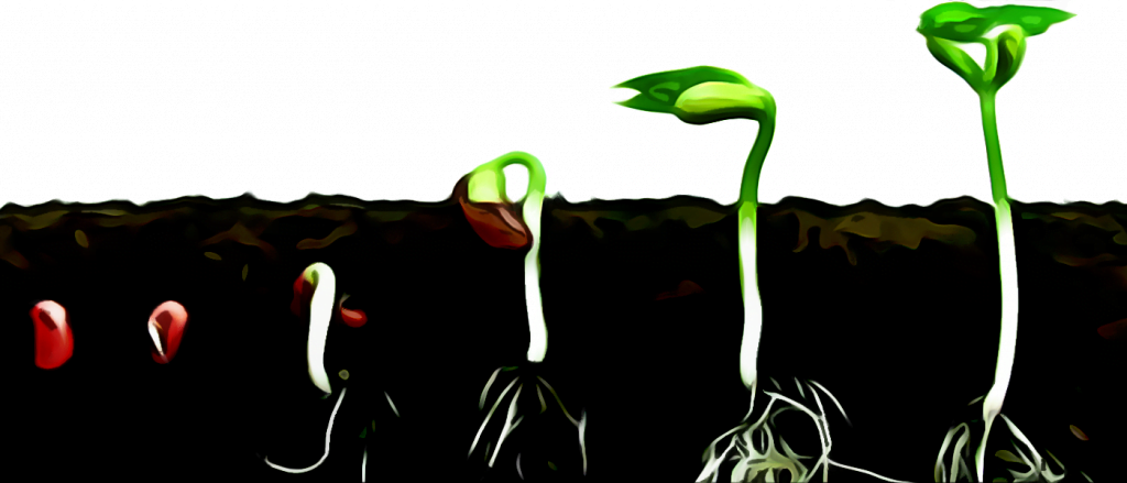 Keimende Cannabissamen