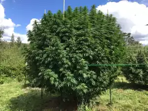 huge cannabis plant