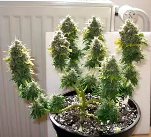 lst-autoflwer-cannabis-training