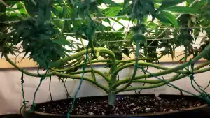 lst training results cannabis plant