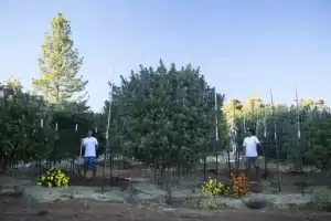 massive outdoor cannabis-plant
