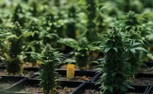 kleine selbstblühende Cannabispflanzen