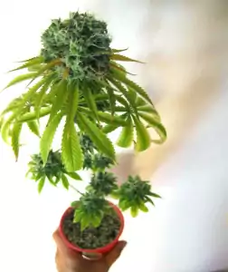 small cannabis plant