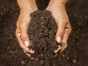 super soil for cannabis seeds