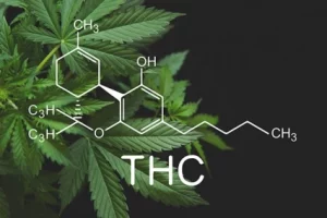 konopí rostlina thc výhody