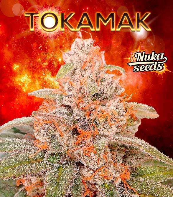 Cannabis-Sorte Tokamak