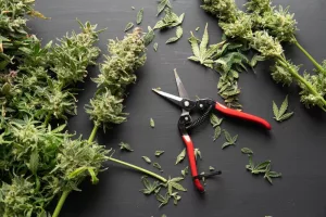 trimming a cannabis plant
