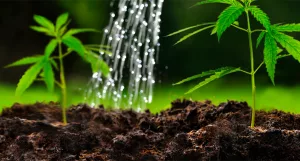 Watering small cannabis plants