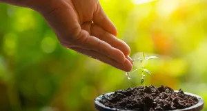 Watering little cannabis plant