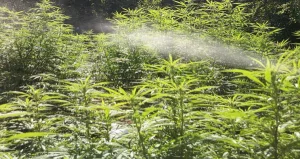 Autowatering cannabis plants