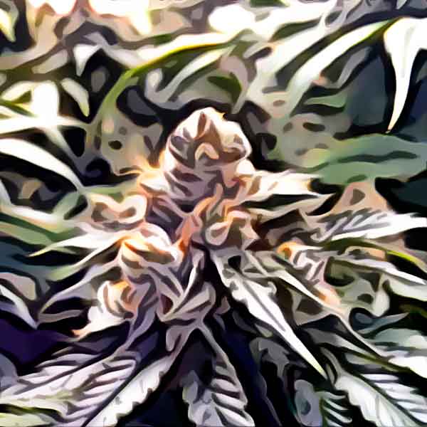 Featured image for “Banshee cannabis seeds by Nuka Seeds”