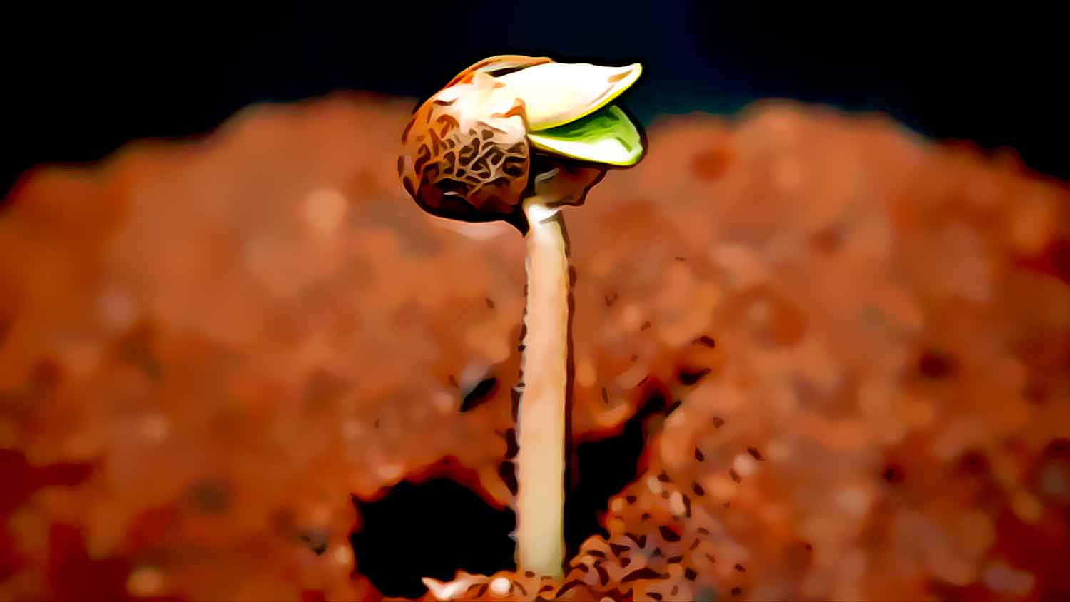 Featured image for “How to germinate Cleopatra cannabis seeds?”