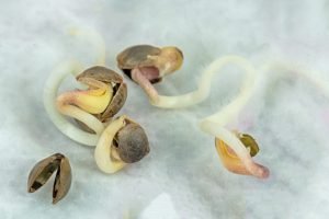 germinating cannabis seeds