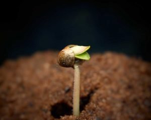 how to germinate Cleopatra cannabis seeds
