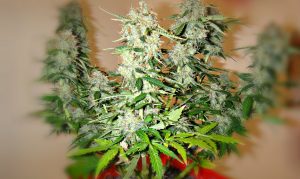 Selbstblühende Cannabispflanze bereit für die Ernte