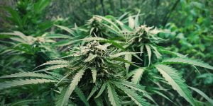 Auto cannabis plant outdoor