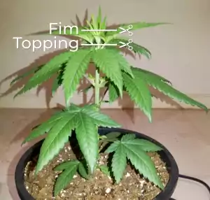 autoflower ganja pflanze ausbildung