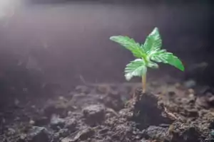 sazenice konopí na světle