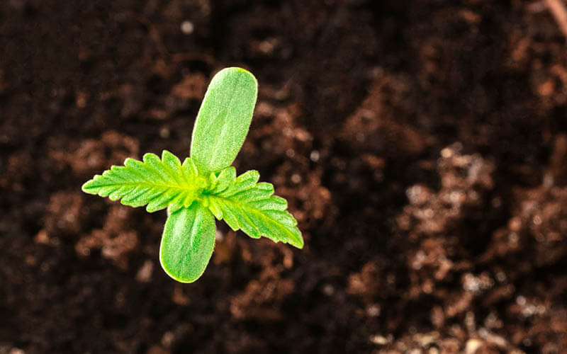 cannabis plant cultivation